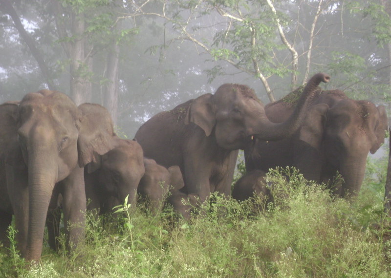 A group of a total of seven elephants